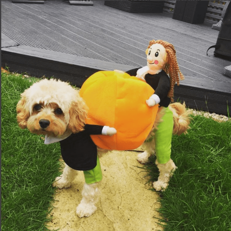 Hundekürbis Halloween Kostüm
