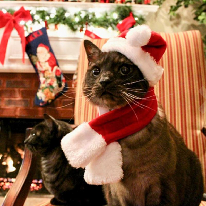 Haustier Weihnachtsfeiertag Weihnachtsmütze mit Schal