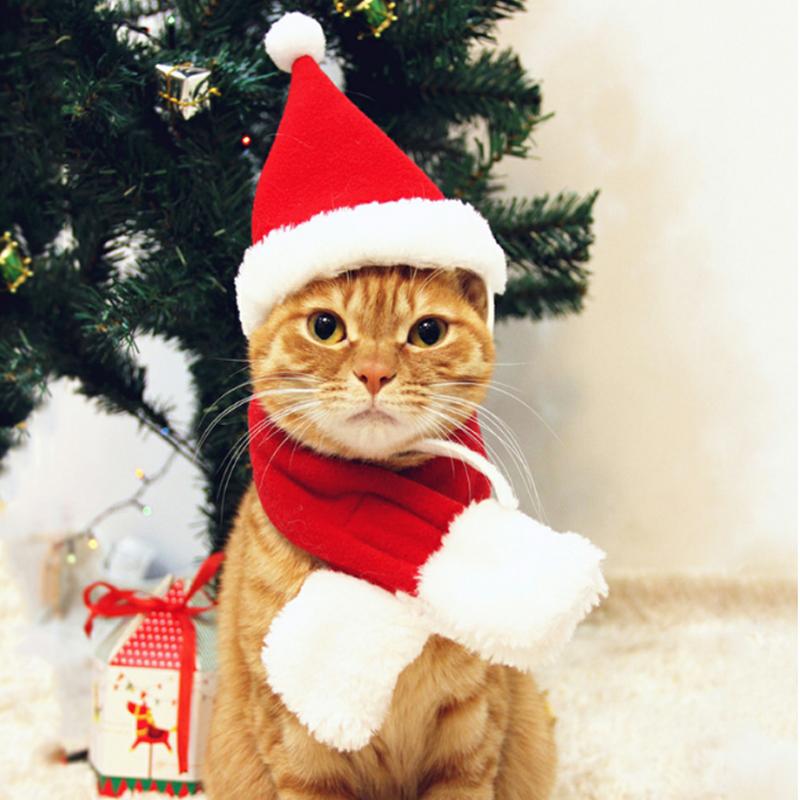 Haustier Weihnachtsfeiertag Weihnachtsmütze mit Schal